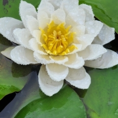 Nymphaea alba at City Renewal Authority Area - 20 Dec 2023 11:54 AM