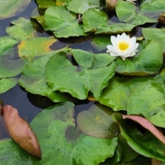 Nymphaea alba at City Renewal Authority Area - 20 Dec 2023 11:54 AM