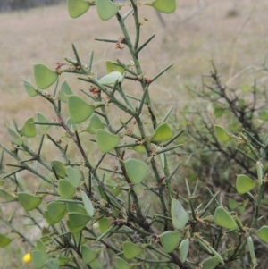 Daviesia genistifolia at Bonner, ACT - 4 Nov 2023