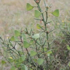 Daviesia genistifolia at Bonner, ACT - 4 Nov 2023