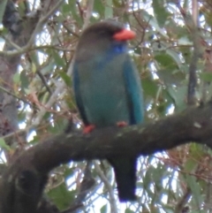 Eurystomus orientalis (Dollarbird) at Callum Brae - 19 Dec 2023 by RobParnell