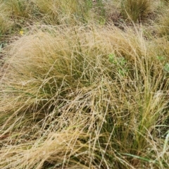 Nassella trichotoma (Serrated Tussock) at Mount Ainslie to Black Mountain - 20 Dec 2023 by Steve818