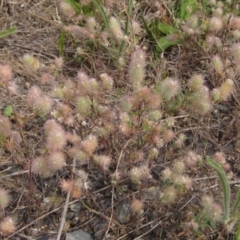 Trifolium arvense var. arvense (Haresfoot Clover) at Belconnen, ACT - 16 Dec 2023 by pinnaCLE