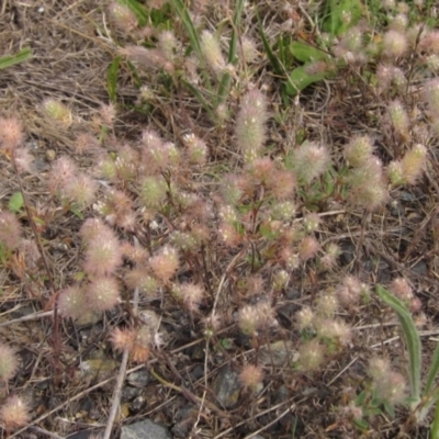 Trifolium arvense var. arvense (Haresfoot Clover) at Belconnen, ACT - 16 Dec 2023 by pinnaCLE