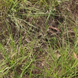 Eragrostis brownii at The Pinnacle - 16 Dec 2023