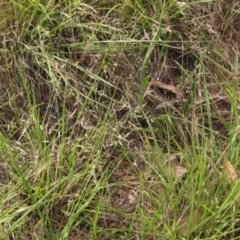 Eragrostis brownii (Common Love Grass) at Weetangera, ACT - 16 Dec 2023 by pinnaCLE