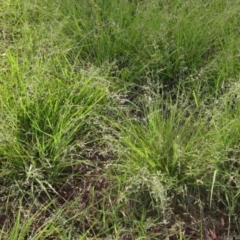 Eragrostis brownii at The Pinnacle - 16 Dec 2023