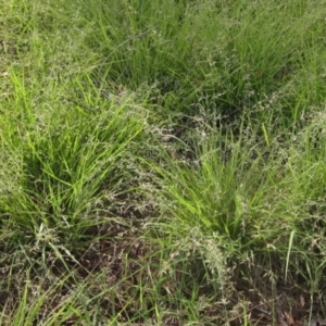 Eragrostis brownii at The Pinnacle - 16 Dec 2023