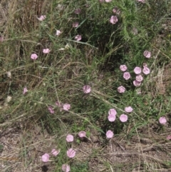 Convolvulus angustissimus subsp. angustissimus (Australian Bindweed) at Yarramundi Grassland (YGN) - 18 Dec 2023 by pinnaCLE