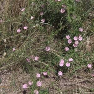 Convolvulus angustissimus subsp. angustissimus at Yarramundi Grassland (YGN) - 18 Dec 2023