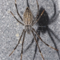 Unidentified Spider (Araneae) at Sheldon, QLD - 19 Dec 2023 by PJH123
