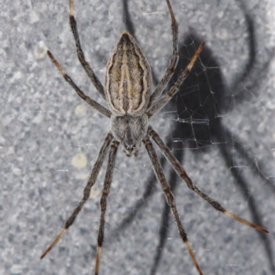 Unidentified Spider (Araneae) at Sheldon, QLD - 19 Dec 2023 by PJH123