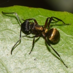 Polyrhachis rufifemur (Red-thighed Spiny Ant) at Sheldon, QLD - 20 Dec 2023 by PJH123