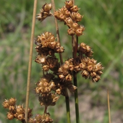 Juncus filicaulis (Thread Rush) at Canberra Central, ACT - 18 Dec 2023 by pinnaCLE