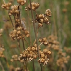 Juncus filicaulis (Thread Rush) at Yarramundi Grassland (YGN) - 18 Dec 2023 by pinnaCLE