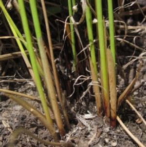 Juncus filicaulis at Yarramundi Grassland (YGN) - 18 Dec 2023