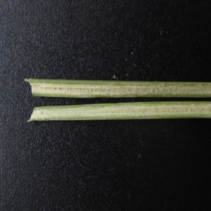 Juncus filicaulis at Yarramundi Grassland (YGN) - 18 Dec 2023