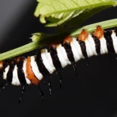 Agarista agricola (Joseph's Coat Moth) at Sheldon, QLD - 19 Dec 2023 by PJH123