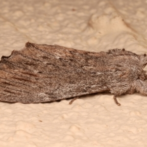 Destolmia lineata at Ainslie, ACT - 19 Dec 2023 10:07 PM