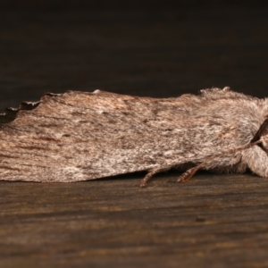 Destolmia lineata at Ainslie, ACT - 19 Dec 2023 10:07 PM