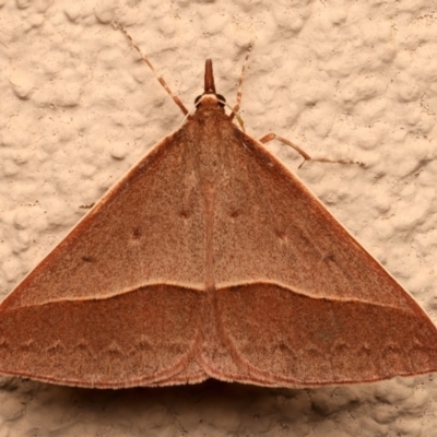 Epidesmia chilonaria (Golden-winged Epidesmia) at Ainslie, ACT - 19 Dec 2023 by jb2602