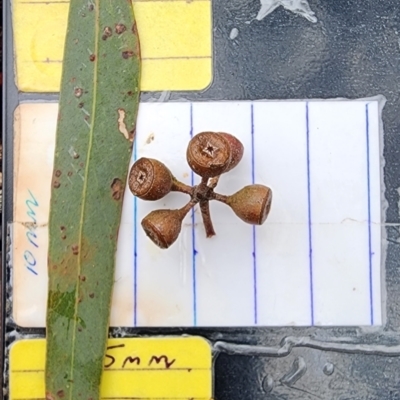 Eucalyptus rossii (Inland Scribbly Gum) at Mount Pleasant - 20 Dec 2023 by Steve818