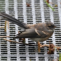 Rhipidura albiscapa at Jerrabomberra Wetlands - 30 Nov 2023 11:21 AM