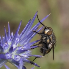 Muscidae (family) (Unidentified muscid fly) at Fraser, ACT - 19 Dec 2023 by kasiaaus