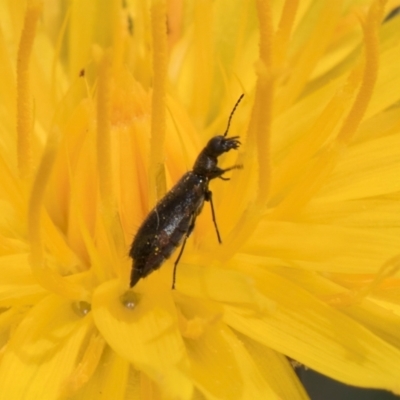 Dasytinae (subfamily) (Soft-winged flower beetle) at Dunlop Grassland (DGE) - 19 Dec 2023 by kasiaaus