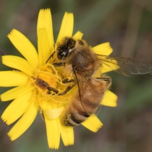 Apis mellifera at Dunlop Grassland (DGE) - 19 Dec 2023