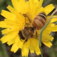 Apis mellifera at Dunlop Grassland (DGE) - 19 Dec 2023