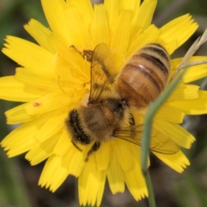 Apis mellifera at Dunlop Grassland (DGE) - 19 Dec 2023