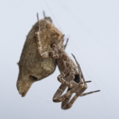 Philoponella congregabilis (Social house spider) at Duffy, ACT - 16 Dec 2023 by patrickcox
