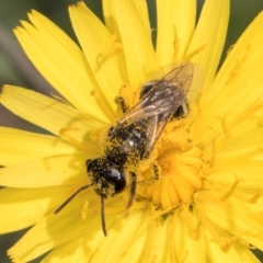 Lasioglossum (Chilalictus) sp. (genus & subgenus) (Halictid bee) at Fraser, ACT - 19 Dec 2023 by kasiaaus