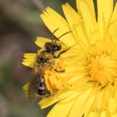 Lasioglossum (Chilalictus) sp. (genus & subgenus) at Fraser, ACT - 19 Dec 2023