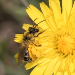 Lasioglossum (Chilalictus) sp. (genus & subgenus) at Fraser, ACT - 19 Dec 2023 11:47 AM