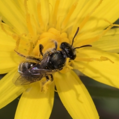 Lasioglossum (Chilalictus) sp. (genus & subgenus) (Halictid bee) at Dunlop Grasslands - 19 Dec 2023 by kasiaaus