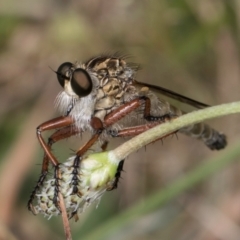 Zosteria sp. (genus) (Common brown robber fly) at Fraser, ACT - 19 Dec 2023 by kasiaaus