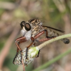 Asilinae sp. (subfamily) at Dunlop Grassland (DGE) - 19 Dec 2023