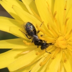 Lasioglossum (Homalictus) sp. (genus & subgenus) (Furrow Bee) at Dunlop Grasslands - 19 Dec 2023 by kasiaaus