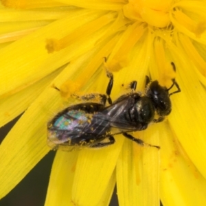 Lasioglossum (Homalictus) sp. (genus & subgenus) at Fraser, ACT - 19 Dec 2023