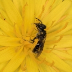 Lasioglossum (Homalictus) sp. (genus & subgenus) at Fraser, ACT - 19 Dec 2023 12:01 PM