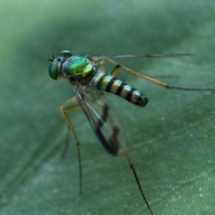 Austrosciapus sp. (genus) (Long-legged fly) at ANBG - 18 Dec 2023 by patrickcox