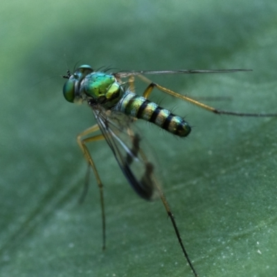 Austrosciapus sp. (genus) (Long-legged fly) at Canberra Central, ACT - 17 Dec 2023 by patrickcox