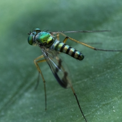 Austrosciapus sp. (genus) (Long-legged fly) at ANBG - 18 Dec 2023 by patrickcox