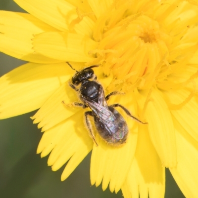 Lasioglossum (Chilalictus) lanarium (Halictid bee) at Fraser, ACT - 19 Dec 2023 by kasiaaus