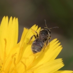 Lasioglossum (Chilalictus) lanarium at Dunlop Grassland (DGE) - 19 Dec 2023