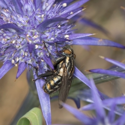 Oxysarcodexia varia (Striped Dung Fly) at Fraser, ACT - 19 Dec 2023 by kasiaaus