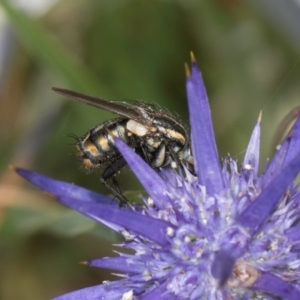 Oxysarcodexia varia at Dunlop Grassland (DGE) - 19 Dec 2023