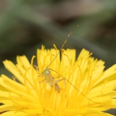 Conocephalus semivittatus (Meadow katydid) at Dunlop Grasslands - 19 Dec 2023 by kasiaaus